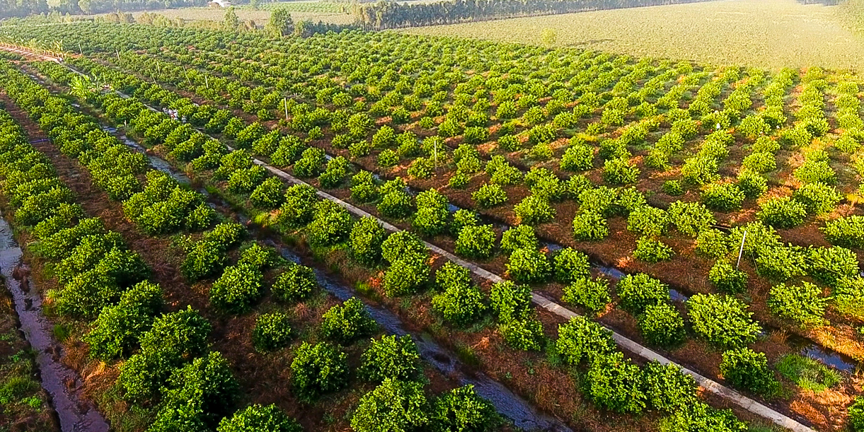 Loại quả bình dân làm nên tinh túy trên bàn ăn của người Việt vươn tầm quốc tế đến với các thị trường - Ảnh 19