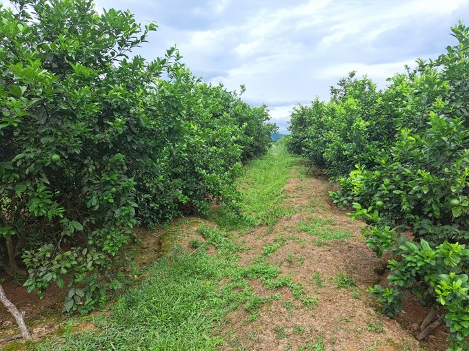 Chị nông dân nhẹ nhàng thu nửa tỷ đồng/năm nhờ trồng cây siêu trái "chưa ăn đã thèm" - Ảnh 2