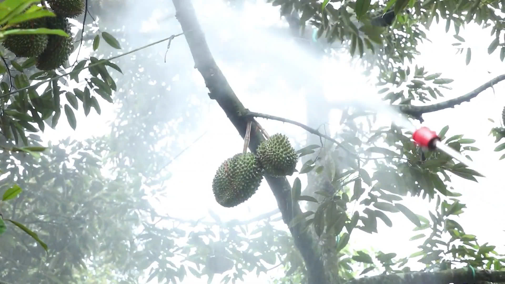 Giá sầu riêng tăng vọt, nguồn cung khan hiếm - Ảnh 2