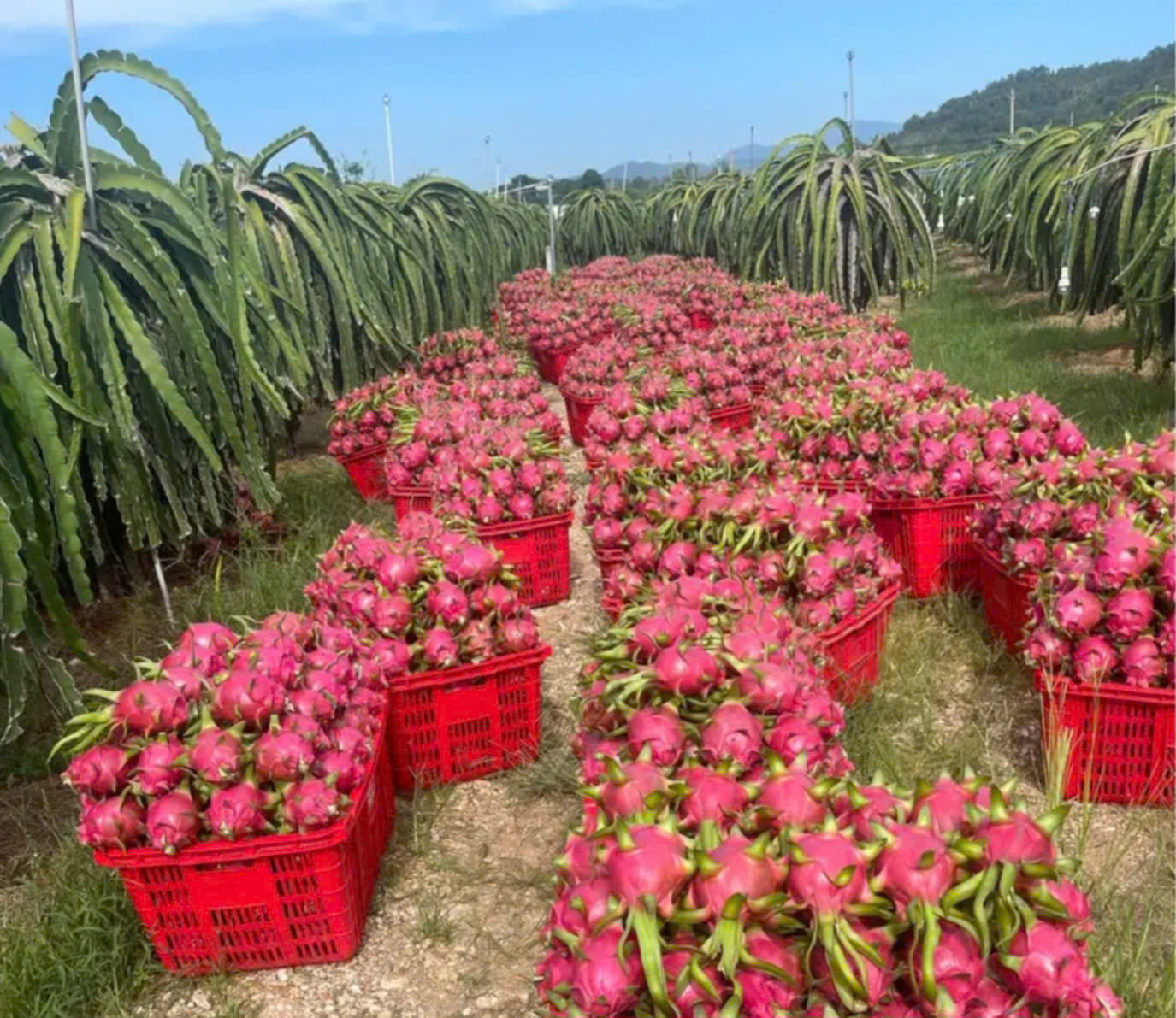 Bình Thuận: Thanh long nghịch vụ rớt giá "sốc", còn 2.000 đồng/kg - Ảnh 2