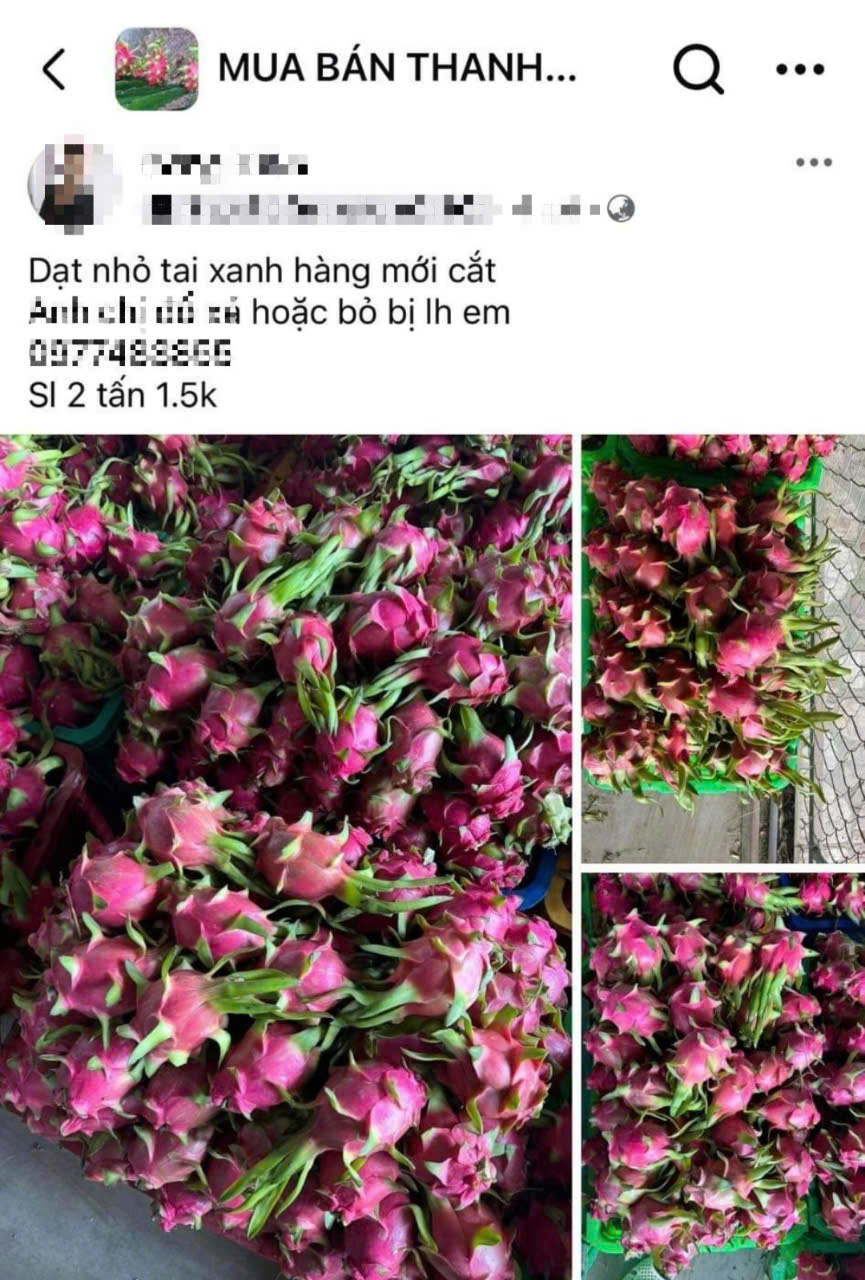 Bình Thuận: Thanh long nghịch vụ rớt giá "sốc", còn 2.000 đồng/kg - Ảnh 1