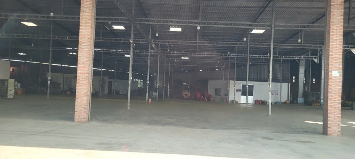 Sầu riêng nghịch vụ thất mùa, nhà vườn thất thu từ cây "tỉ phú" - Ảnh 1