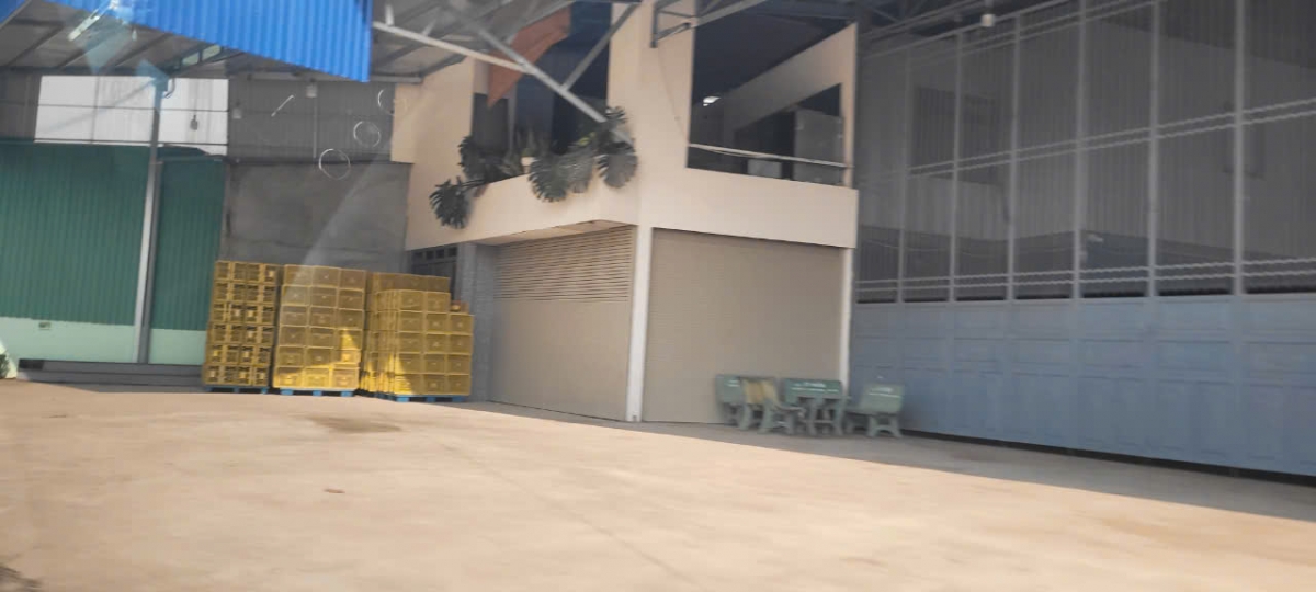 Sầu riêng nghịch vụ thất mùa, nhà vườn thất thu từ cây "tỉ phú" - Ảnh 2