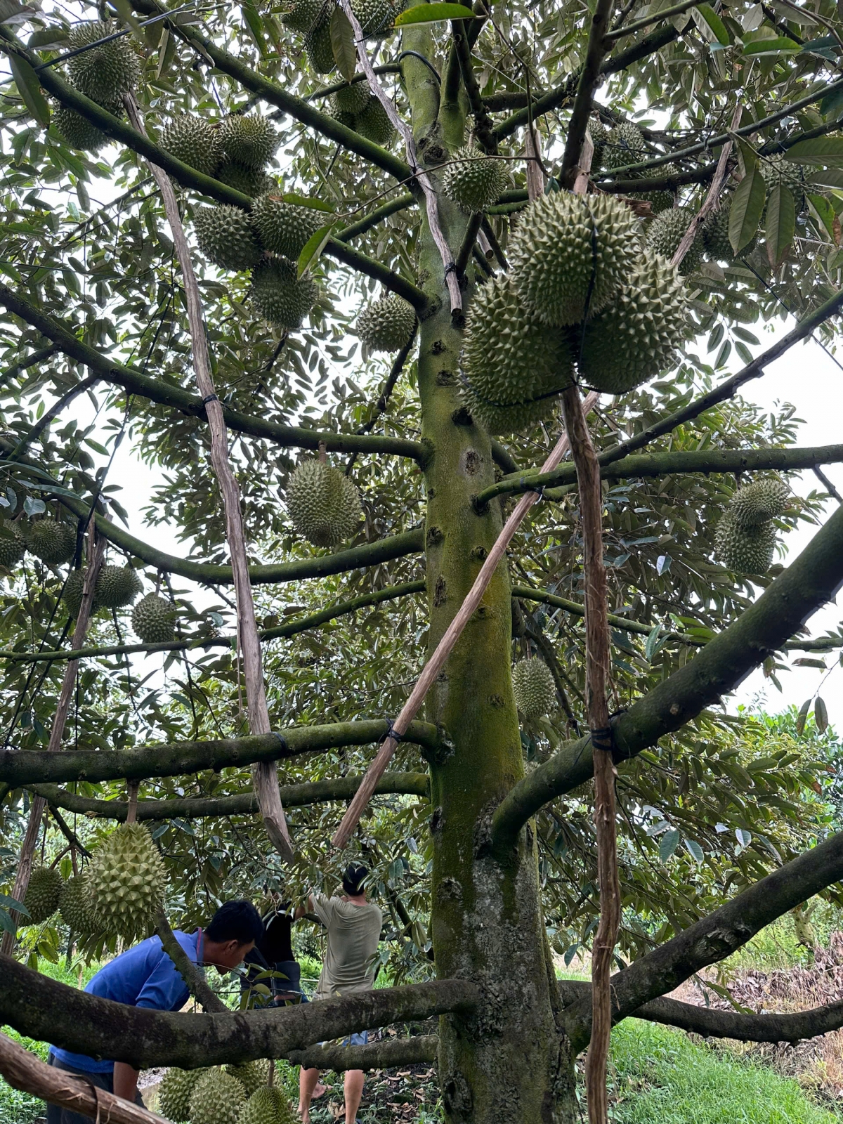 Sầu riêng nghịch vụ thất mùa, nhà vườn thất thu từ cây "tỉ phú" - Ảnh 3