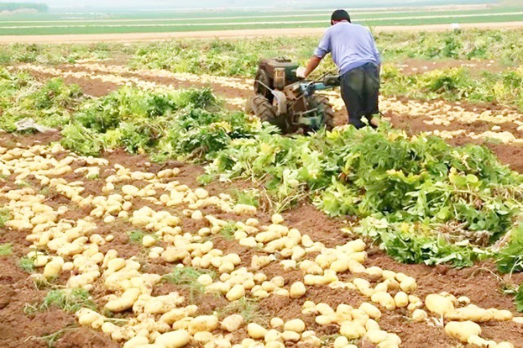 Trồng thứ ai cũng trồng được theo cách “lập dị”, 1 năm thu gần 170 tỉ - Ảnh 2