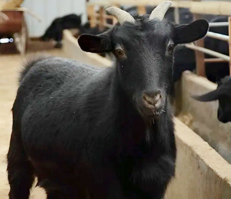 Bỏ việc, chi tiền mua loài mắc bệnh hiểm nghèo, giờ nhẹ nhàng đút túi hàng chục tỉ mỗi năm - Ảnh 5