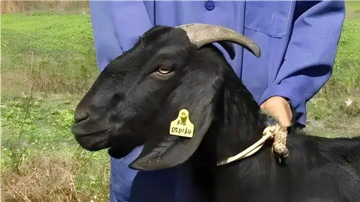 Bỏ việc, chi tiền mua loài mắc bệnh hiểm nghèo, giờ nhẹ nhàng đút túi hàng chục tỉ mỗi năm - Ảnh 3