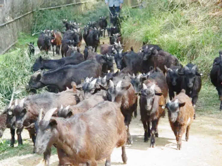 Bỏ việc, chi tiền mua loài mắc bệnh hiểm nghèo, giờ nhẹ nhàng đút túi hàng chục tỉ mỗi năm - Ảnh 2