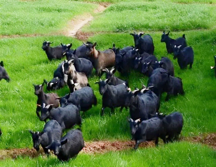 Bỏ việc, chi tiền mua loài mắc bệnh hiểm nghèo, giờ nhẹ nhàng đút túi hàng chục tỉ mỗi năm - Ảnh 4