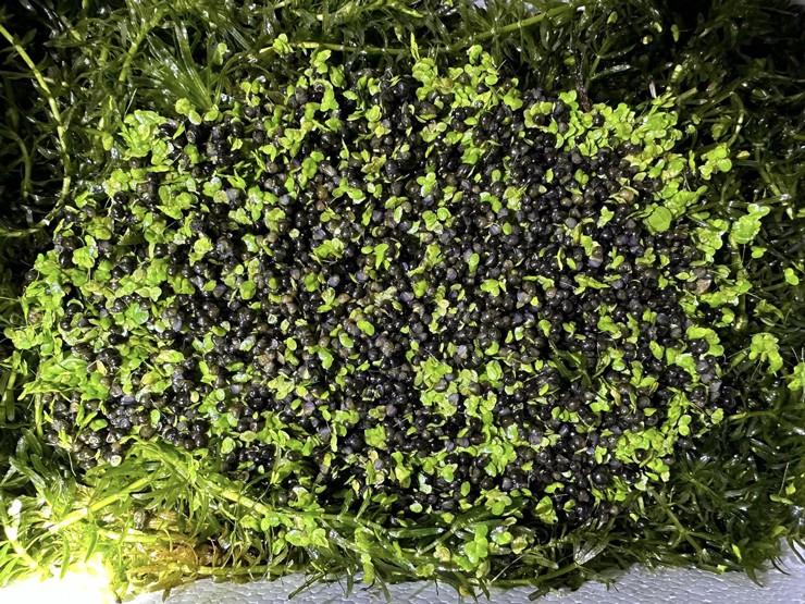 Khởi nghiệp từ 10 triệu đồng, nay 9x thu lãi đến 400 triệu đồng/năm - Ảnh 3