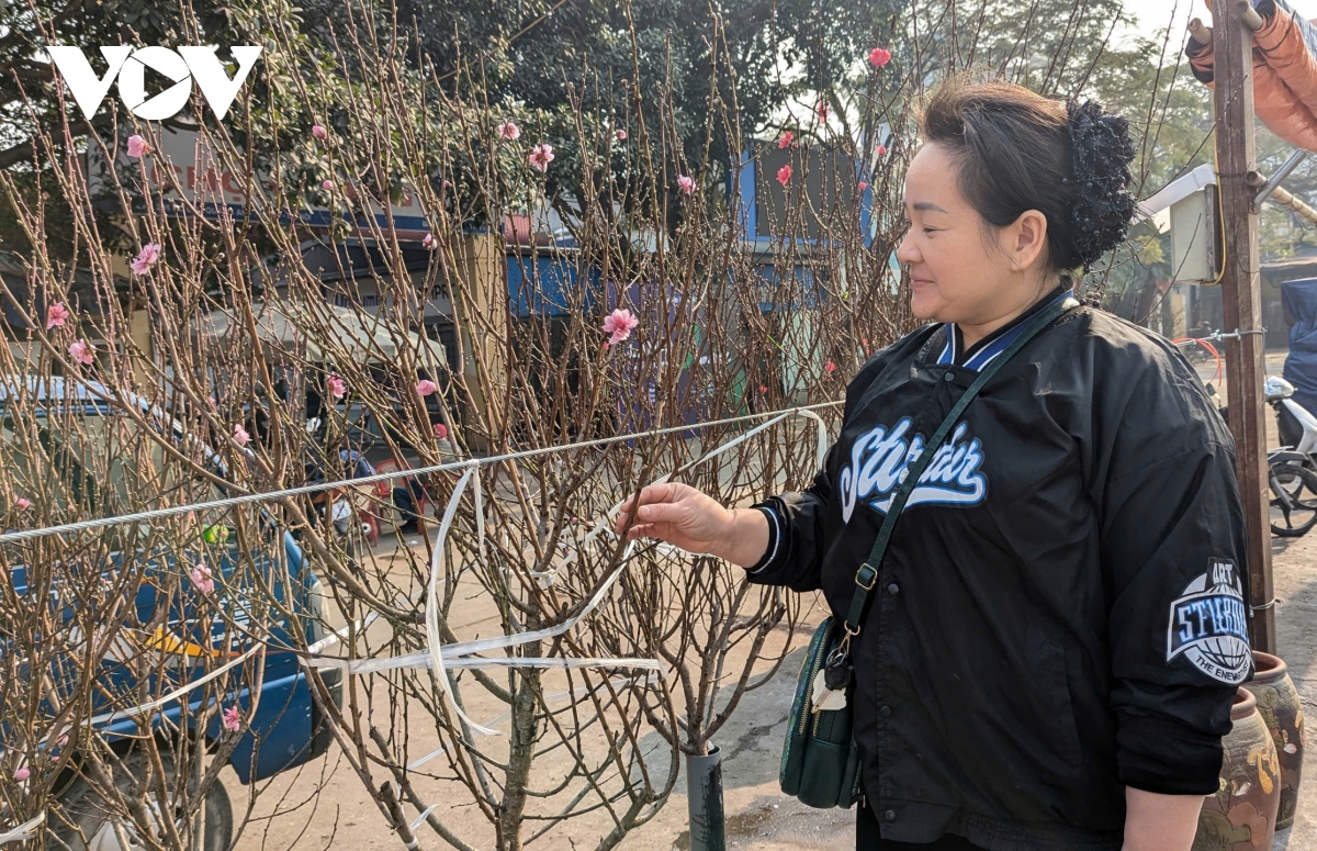 Đào Nhật Tân, đào núi “xuống phố” hút khách chơi Tết sớm - Ảnh 8