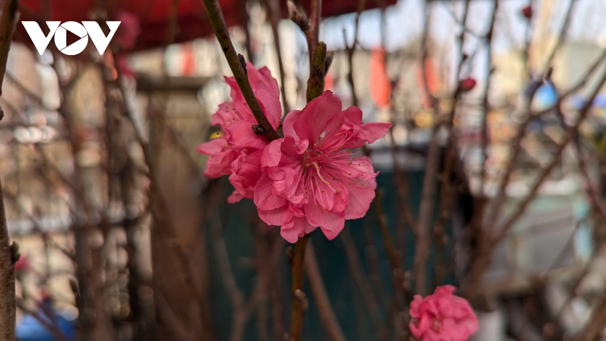 Đào Nhật Tân, đào núi “xuống phố” hút khách chơi Tết sớm - Ảnh 11