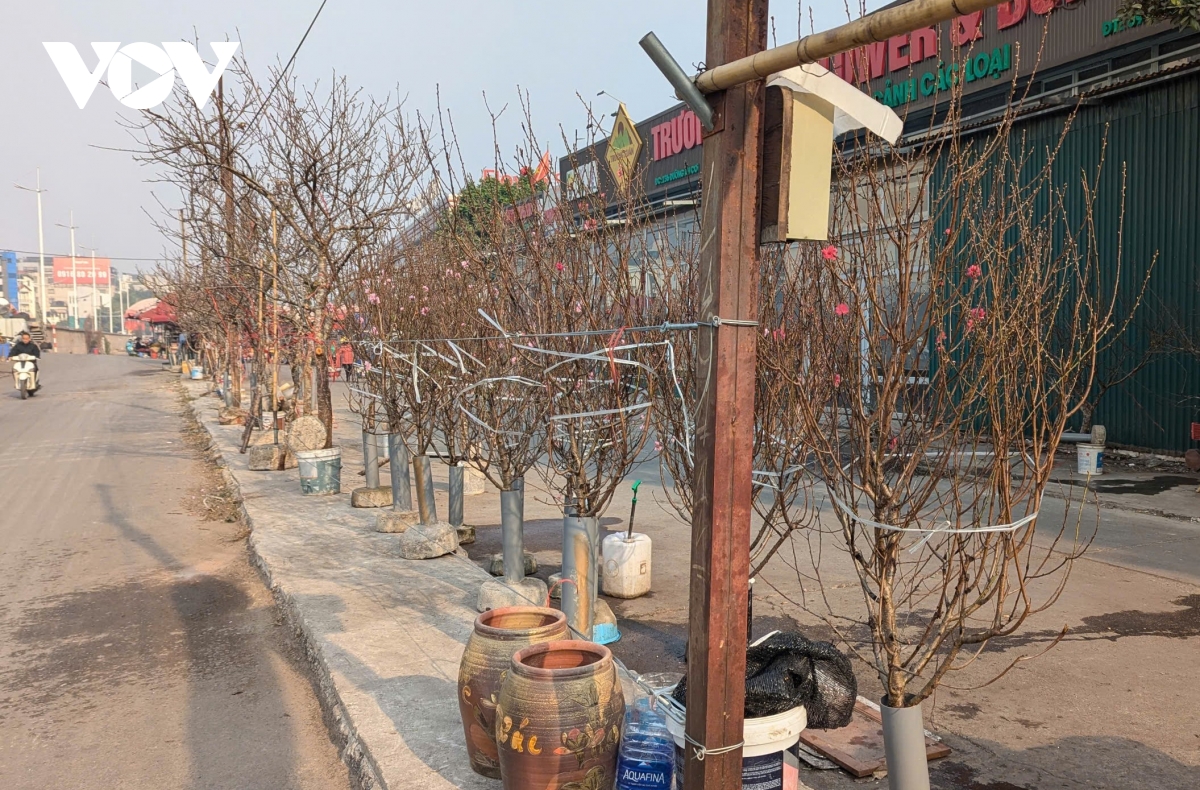 Đào Nhật Tân, đào núi “xuống phố” hút khách chơi Tết sớm - Ảnh 1