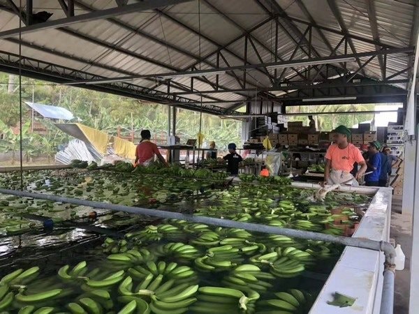 Một loại quả trồng khắp Việt Nam sang Trung Quốc bất ngờ thành hàng hot: Ưu đãi thuế nhập khẩu 0%, thu hơn 200 triệu USD kể từ đầu năm - Ảnh 1