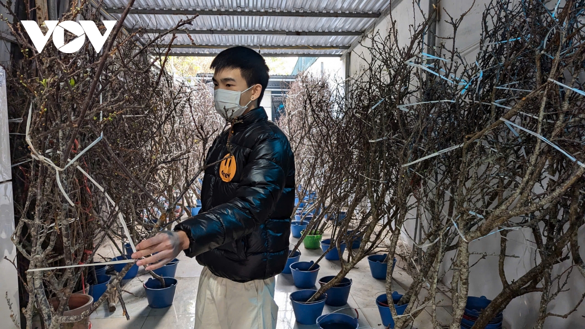 Đào Nhật Tân, đào núi “xuống phố” hút khách chơi Tết sớm - Ảnh 12