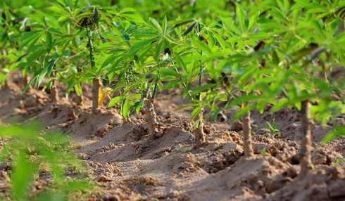 90% sản lượng mỏ vàng đứng thứ 2 trên thế giới này của Việt Nam xuất sang Trung Quốc: Thu tỷ USD nhưng giá đang giảm mạnh - Ảnh 1