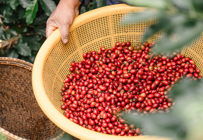 Loại hạt của nông dân Việt đang sốt toàn cầu, nhiều gia đình thu về tiền tỷ: Hóa ra chính là "liều thuốc" sống thọ - Ảnh 3