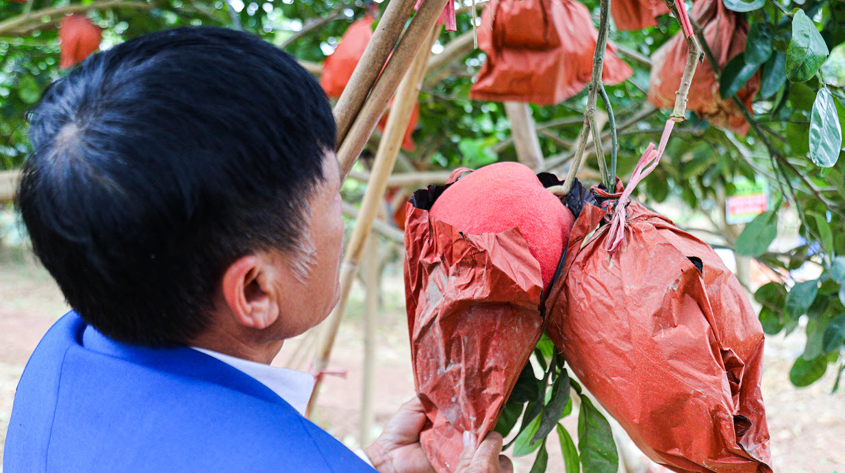 Giống bưởi "đổi màu theo tháng" khan hàng dịp sát Tết vì 1 lý do, người nông dân không giấu được tiếc nuối - Ảnh 2