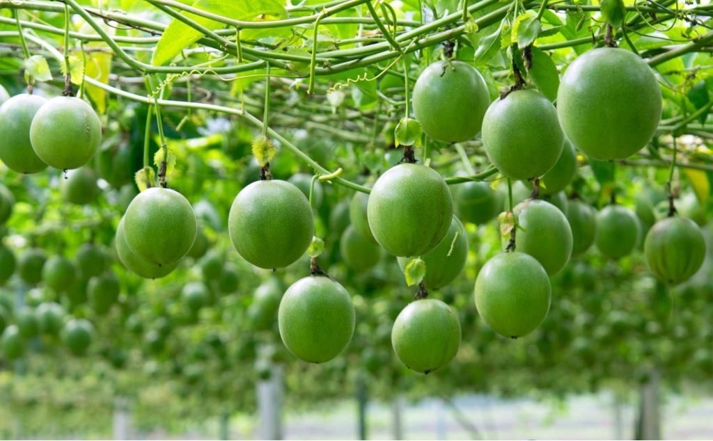 Tin vui: Loại trái cây triệu đô Việt Nam lọt top đầu cung ứng toàn cầu sẽ được "bay" sang Mỹ - Ảnh 1