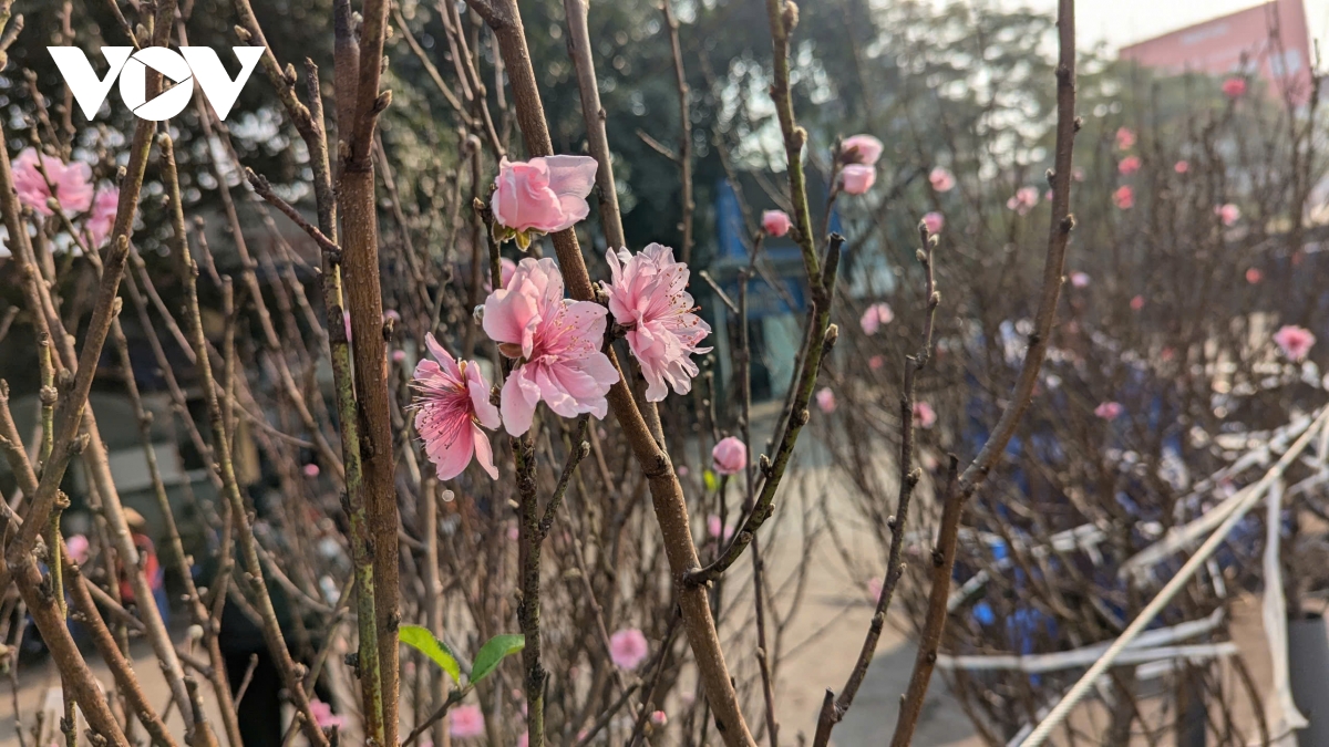 Đào Nhật Tân, đào núi “xuống phố” hút khách chơi Tết sớm - Ảnh 3