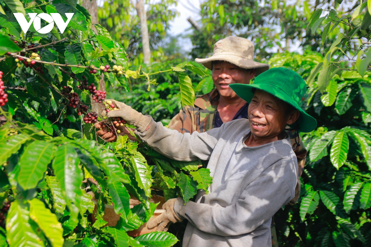 Cà phê giá cao, nông dân phấn khởi, doanh nghiệp áp lực - Ảnh 1