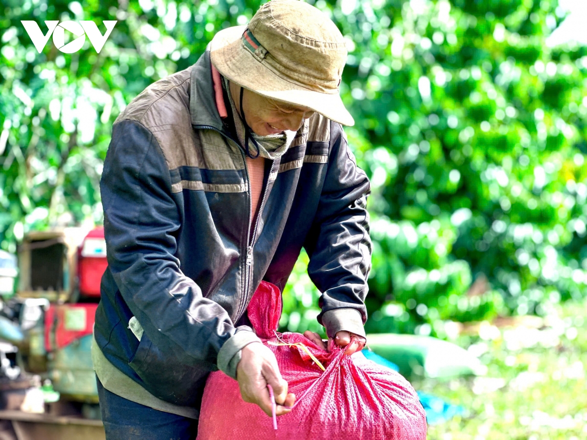 Cà phê giá cao, nông dân phấn khởi, doanh nghiệp áp lực - Ảnh 2