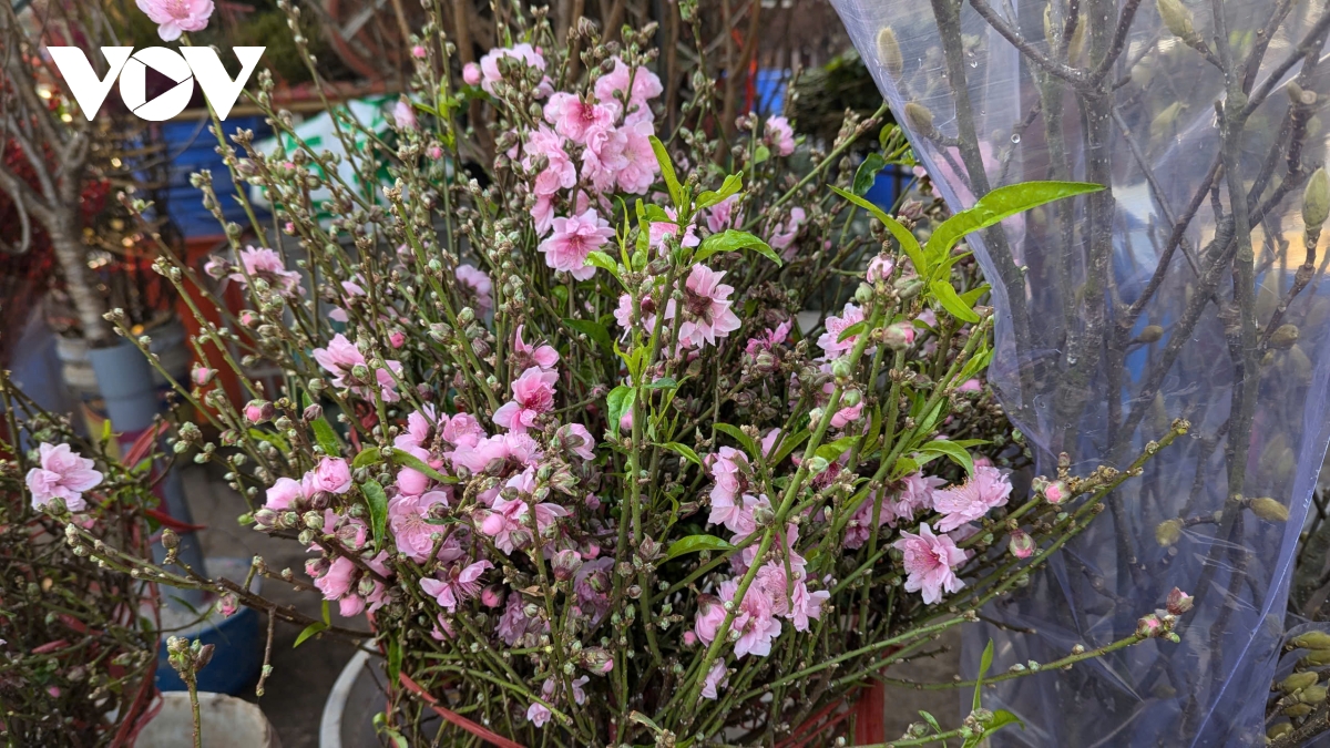 Đào Nhật Tân, đào núi “xuống phố” hút khách chơi Tết sớm - Ảnh 4