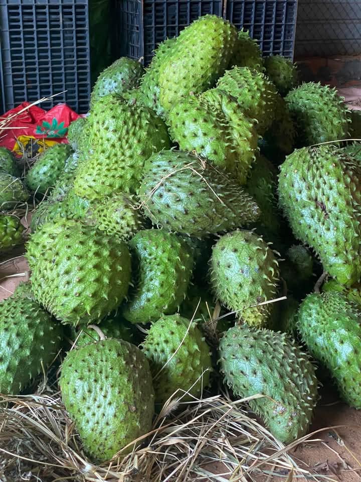 Sau cơn sốt trà mãng cầu xiêm, giá loại quả này hiện nay ra sao? - Ảnh 1