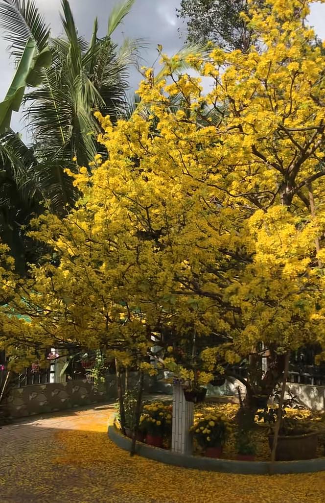 Cây mai vàng hot nhất hiện tại, được trả 2,3 tỷ cũng không bán chỉ bởi một lý do - Ảnh 2