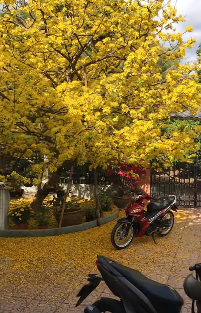 Cây mai vàng hot nhất hiện tại, được trả 2,3 tỷ cũng không bán chỉ bởi một lý do - Ảnh 1