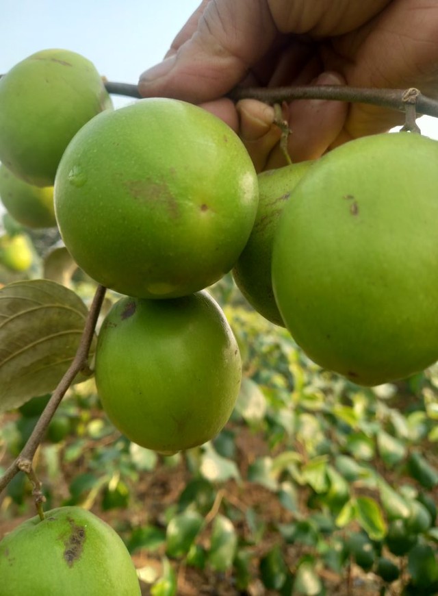 Loại trái cây đắt đỏ bậc nhất thị trường, VN cũng trồng được loại tương tự nhưng giá chỉ vài chục nghìn/kg - Ảnh 5