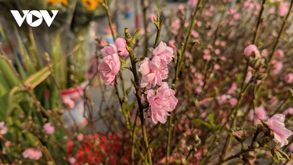 Đào Nhật Tân, đào núi “xuống phố” hút khách chơi Tết sớm - Ảnh 5