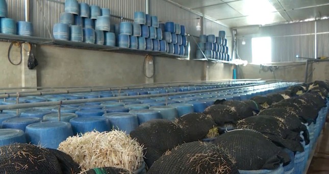 Khẩn trương xử lý gần 3.000 tấn giá đỗ ngâm chất cấm - Ảnh 3