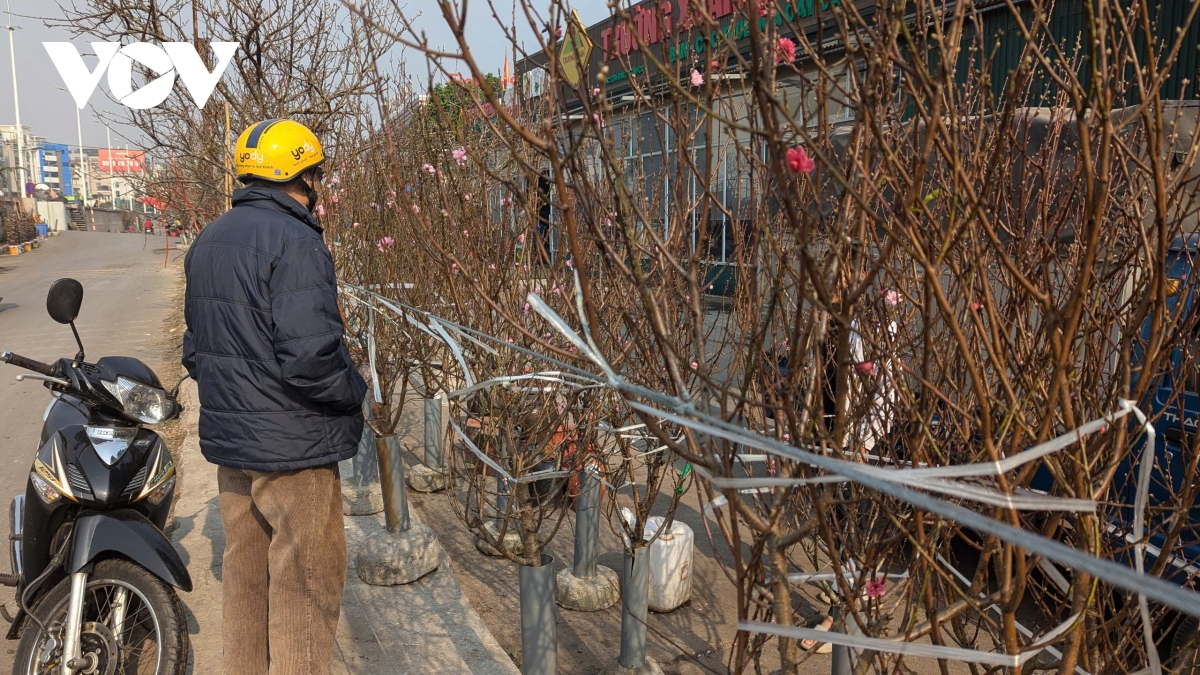 Đào Nhật Tân, đào núi “xuống phố” hút khách chơi Tết sớm - Ảnh 7