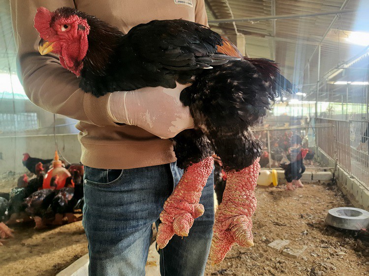 Nuôi loại gà quý hiếm giá tiền triệu, chưa đến Tết khách đã đến “hốt hết” - Ảnh 5