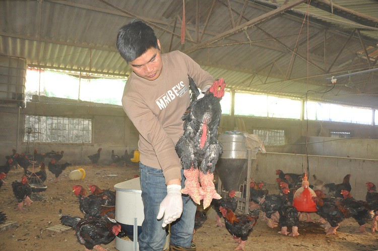 Nuôi loại gà quý hiếm giá tiền triệu, chưa đến Tết khách đã đến “hốt hết” - Ảnh 1