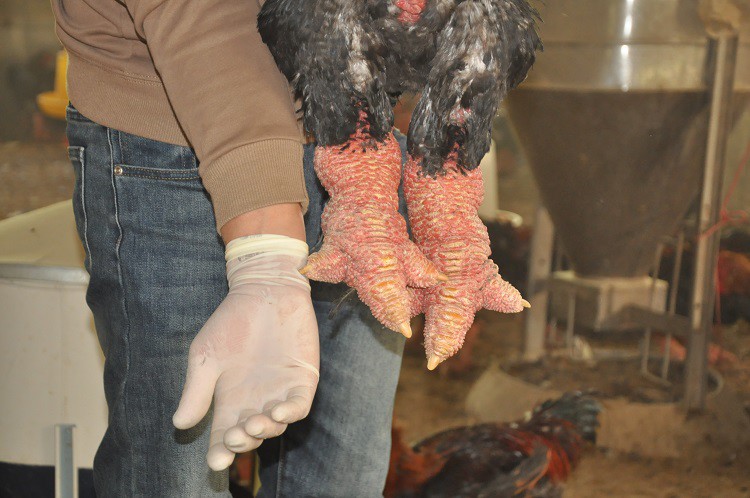 Nuôi loại gà quý hiếm giá tiền triệu, chưa đến Tết khách đã đến “hốt hết” - Ảnh 2