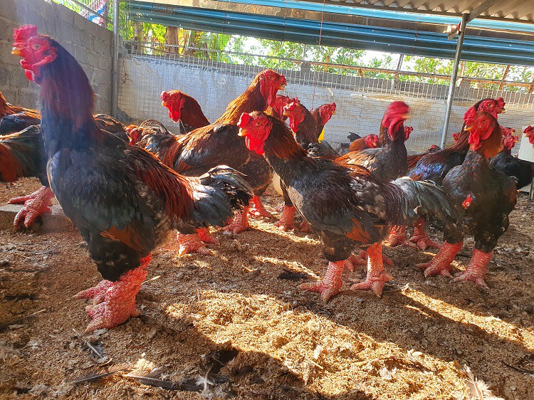 Nuôi loại gà quý hiếm giá tiền triệu, chưa đến Tết khách đã đến “hốt hết” - Ảnh 6