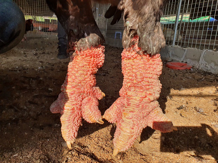 Nuôi loại gà quý hiếm giá tiền triệu, chưa đến Tết khách đã đến “hốt hết” - Ảnh 4