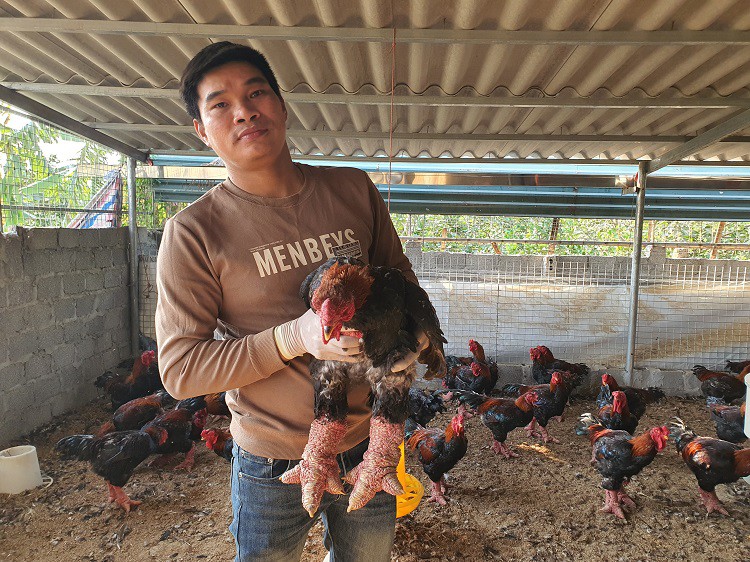 Nuôi loại gà quý hiếm giá tiền triệu, chưa đến Tết khách đã đến “hốt hết” - Ảnh 3