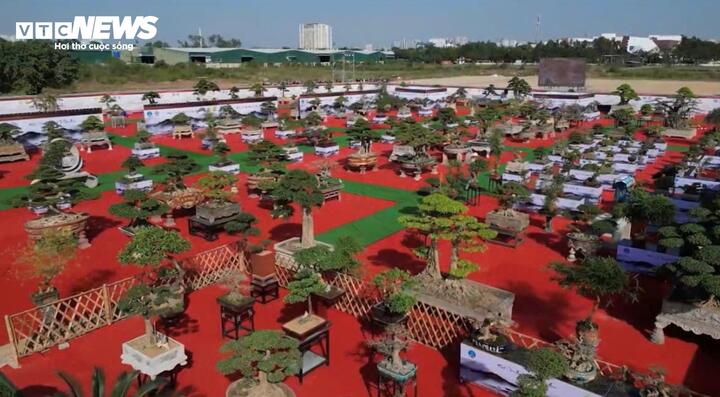 Loạt cây cảnh giá bằng cả căn chung cư hội tụ ở Hà Nội - Ảnh 3