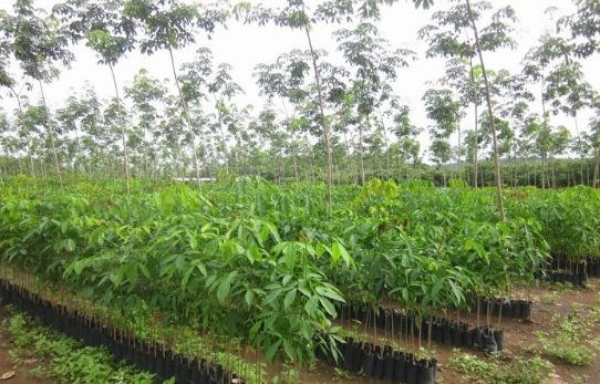 Loại cây gỗ quý từ Campuchia đổ bộ giúp Việt Nam thành ông trùm đứng thứ 3 thế giới: Chi hơn 2 tỷ USD nhập khẩu, nước ta có diện tích hơn 900.000 ha - Ảnh 1