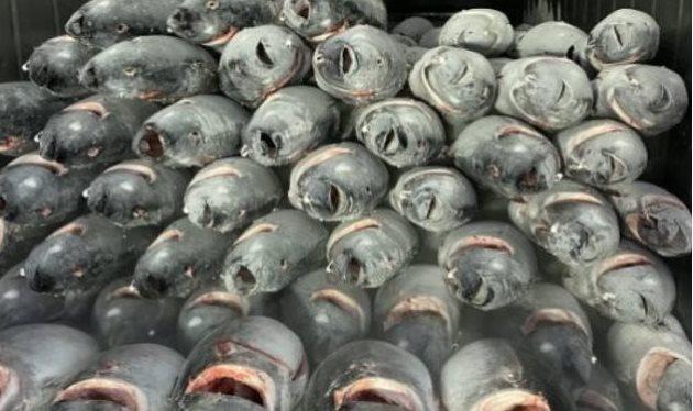 Siêu thực phẩm của Việt Nam đang ‘đắt như tôm tươi’ tại Bồ Đào Nha: Xuất khẩu tăng trưởng 3 chữ số, hơn 1/3 thế giới liên tục chốt đơn - Ảnh 1