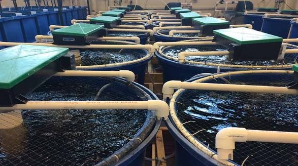 Mỹ, Trung Quốc đua từng triệu USD mua một sản vật của Việt Nam - là mặt hàng nước ta xuất khẩu đứng thứ 2 thế giới - Ảnh 1