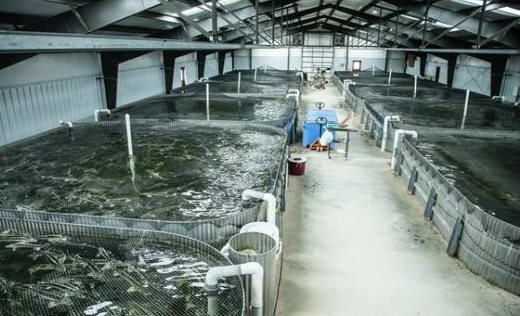 Sản vật tỷ đô của Việt Nam đang liên tục được Malaysia săn lùng: Nước ta xuất khẩu vượt xa cả thế giới, thu về hàng tỷ USD - Ảnh 1