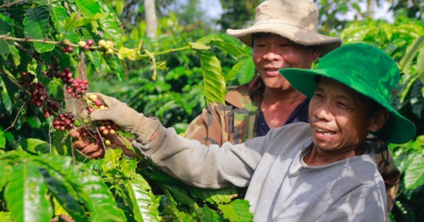 Cà phê giá cao, nông dân phấn khởi, doanh nghiệp áp lực
