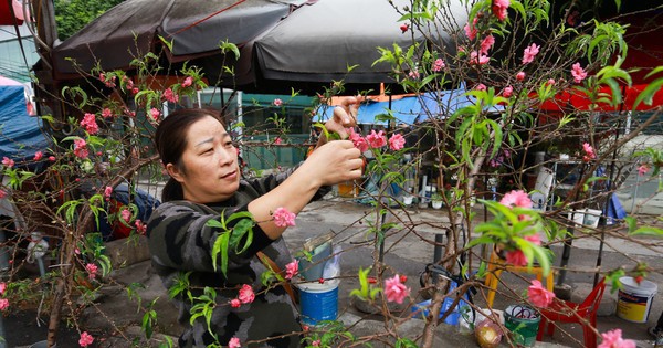 Đào, quất xuống phố mang không khí Tết đến sớm với người dân Thủ đô