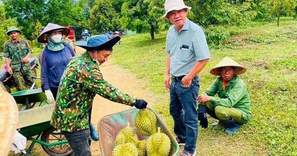 Loại quả 'bán giá nào cũng lãi' quá hot, bầu Đức sắp tăng gấp đôi diện tích trồng, dự kiến bội thu hàng nghìn tỷ đồng