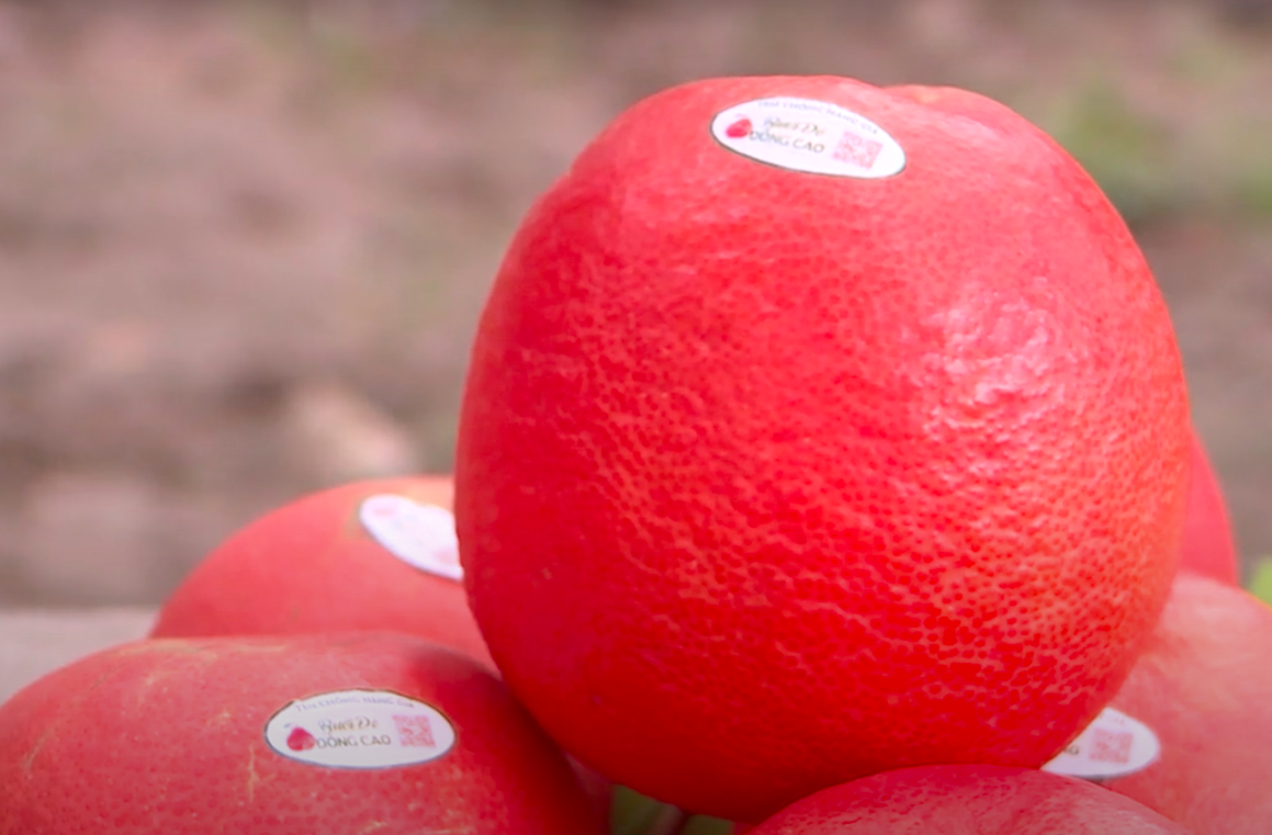 Giá vài trăm ngàn đồng một quả bưởi đỏ "tiến Vua" dịp Tết Ất Tỵ 2025 - Ảnh 2