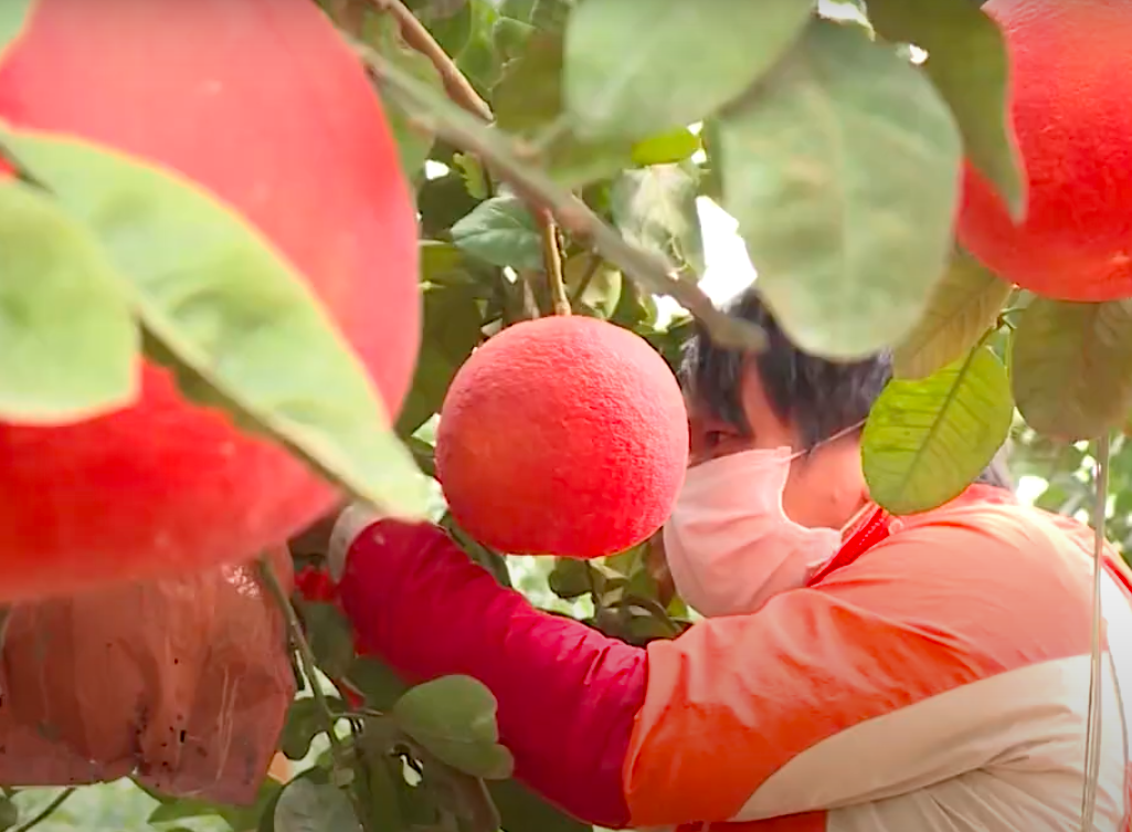 Giá vài trăm ngàn đồng một quả bưởi đỏ "tiến Vua" dịp Tết Ất Tỵ 2025 - Ảnh 1